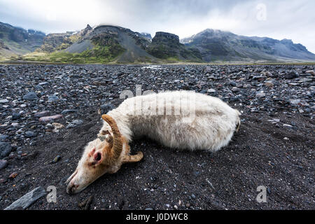 Tote Schafe auf Island-Feld Stockfoto