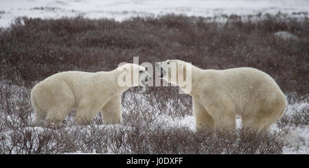 Zwei Eisbären in der Tundra mit einander spielen. Kanada. Stockfoto