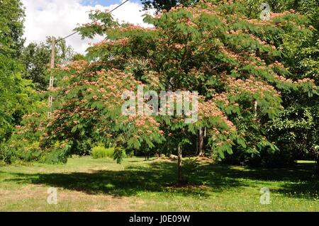 Silktree (Albizia Julibrissin) Blüten und Blätter Stockfoto