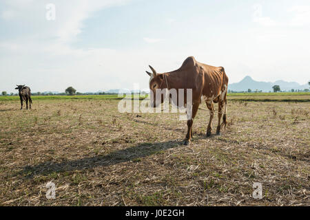 Kuh auf einer leeren Reisfeld Essen frei über dem Boden angekettet Stockfoto