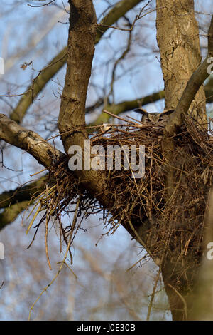 Nördlichen Uhu / Europaeischer Uhu (Bubo Bubo) nisten, Zucht in einem alten Goshwak-Horst hoch oben in einem Baum, Tierwelt, Deutschland. Stockfoto