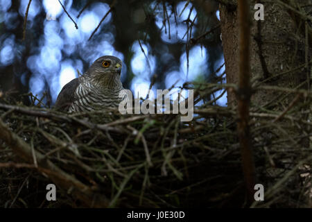 Sperber / Sperber (Accipiter Nisus), erwachsenes Weibchen, Zucht, nisten, sitzt auf seiner versteckten Horst aufmerksam beobachten. Stockfoto