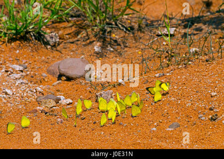 Große Gruppe von Grass Yellow oder EUREMA Hecabe Schmetterlingen Stockfoto