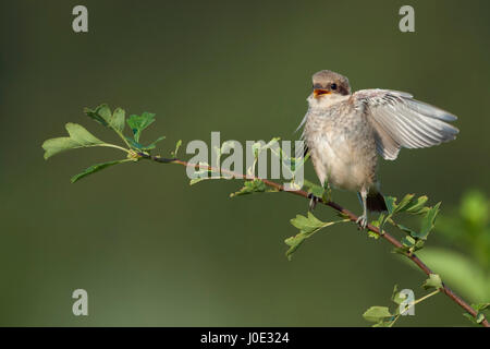 Neuntöter / Neuntoeter (Lanius Collurio), junger Vogel, junge, sitzen auf einen kleinen Zweig, Hecke, Nahrung zu erbetteln, voller Freude. Stockfoto