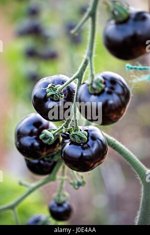 Indigo Rose Black Tomate Wein Garten Stockfoto