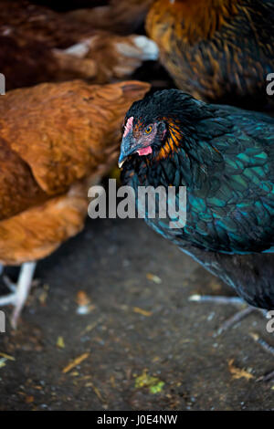 Hühner-schwarz und rot auf der Hühnerfarm Stockfoto