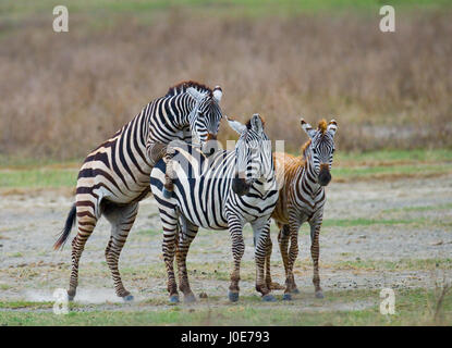 Zwei Zebras spielen miteinander. Kenia. Tansania. Nationalpark. Serengeti. Maasai Mara. Stockfoto