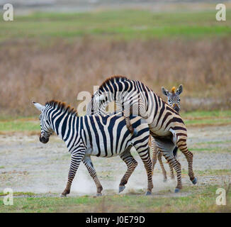 Zwei Zebras spielen miteinander. Kenia. Tansania. Nationalpark. Serengeti. Maasai Mara. Stockfoto