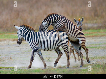 Zwei Zebras spielen miteinander. Kenia. Tansania. Nationalpark. Serengeti. Maasai Mara. Stockfoto