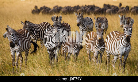 Gruppe von Zebras in der Savanne. Kenia. Tansania. Nationalpark. Serengeti. Maasai Mara. Stockfoto