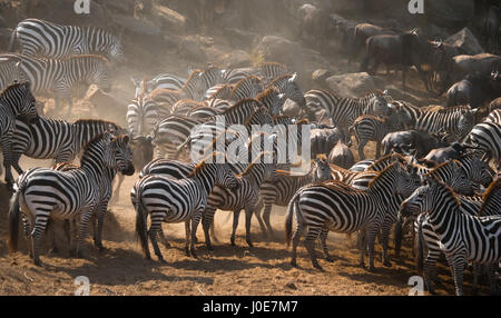 Gruppe von Zebras im Staub. Kenia. Tansania. Nationalpark. Serengeti. Maasai Mara. Stockfoto