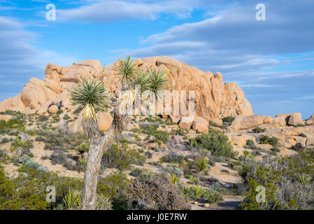 Joshua Baum auf dem Schädel Rock Trail. Joshua Tree Nationalpark, Kalifornien, USA. Stockfoto