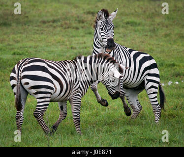 Zwei Zebras spielen miteinander. Kenia. Tansania. Nationalpark. Serengeti. Maasai Mara. Stockfoto