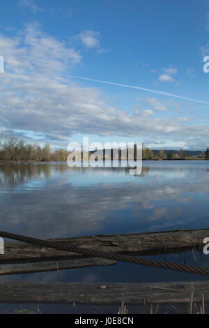 Cheadle See ist ein aufgearbeiteten Mühlenteich. Protokolle immer noch schweben am Westende, bietet Lebensraum für verschiedene Lebewesen. Stockfoto