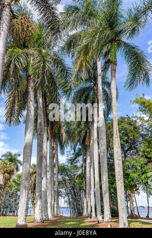 Palm Bäume überragen andere Vegetation in Süd-Florida. Stockfoto