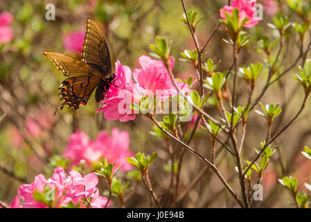 Schmetterling auf Rosa Azaleen auf Ehre Heights Park Azalea Festival in Muskogee, Oklahoma. (USA) Stockfoto