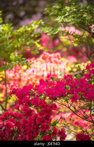 Schöne Azaleen in bunte Blüte während der Azalea Festival in Muskogee, Oklahoma.  (USA) Stockfoto