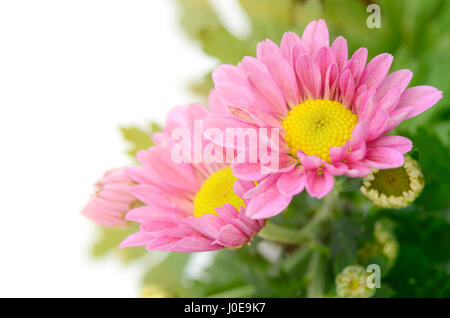 Geschlossen bis sprühen Sie Typ rosa Chrysantheme (Dendranthemum Grandifflora). Stockfoto