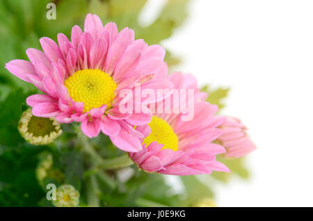 Geschlossen bis sprühen Sie Typ rosa Chrysantheme (Dendranthemum Grandifflora). Stockfoto