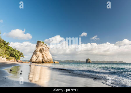 Strand von Cathedral Cove, Mercury Bay, Coromandel Halbinsel, Nordinsel, Neuseeland Stockfoto