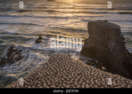 Australasian Tölpelkolonie (Morus Serrator) auf Felsen, Sonnenunergang, Muriwai Beach, Auckland, Nordinsel, Neuseeland Stockfoto