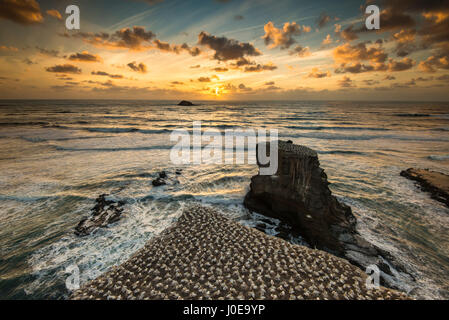 Australasian Tölpelkolonie (Morus Serrator) auf Felsen, Sonnenunergang, Muriwai Beach, Auckland, Nordinsel, Neuseeland Stockfoto