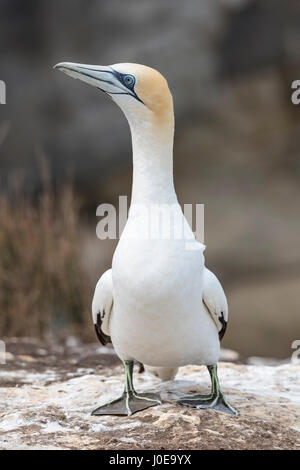 Austral Basstölpel (Morus Serrator), Erwachsener, Muriwai Beach, Auckland, Nordinsel, Neuseeland Stockfoto