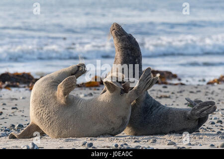 Kegelrobben (Halichoerus Grypus), männliche und weibliche während der Paarungszeit, Helgoland, Kalifornien, Deutschland Stockfoto