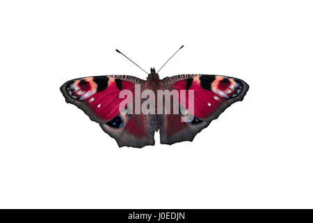 Bunte Schmetterling isoliert auf weißem Hintergrund Stockfoto