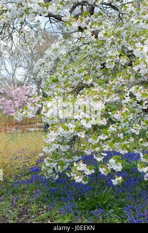 Prunus shirotae. Japanische Kirschbaum in Blüte und Traubenhyazinthen Blumen an RHS Wisley Gardens Stockfoto