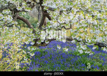 Prunus shirotae. Japanische Kirschbaum in Blüte und Traubenhyazinthen Blumen an RHS Wisley Gardens Stockfoto