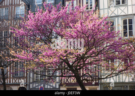 Kirschblüte vor Fachwerkbauten in Rouen, Normandie, Frankreich Stockfoto