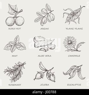 Satz von Kräutern und Pflanzen hand gezeichnete Symbole, die in der Kosmetik und Naturmedizin verwendet werden. Vektor-illustration Stock Vektor