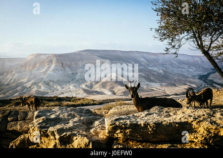 Nubische Steinböcke Ziegen in den Bergen im Negev, Israel. Stockfoto