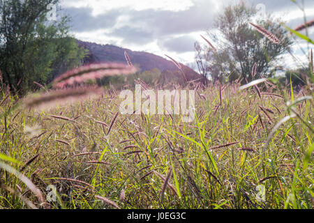 Alice Springs Simpsons Gap Northern Territory Stockfoto