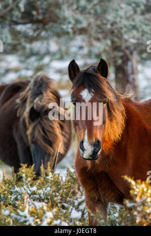 Echte Wildpferde in eine Serra tun Cando Berge, Natur-2000-Netz. Galicien, Nordspanien. Stockfoto