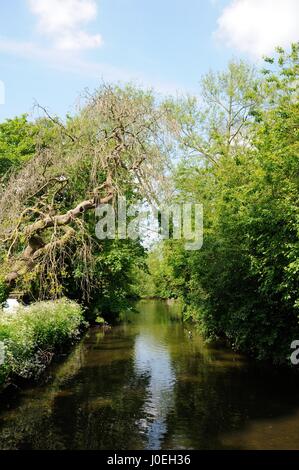 Fluß Lea, Wheathampstead, Hertfordshire Stockfoto