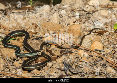 Eine Bluestripe Ribbon Schlange sonnen sich auf dem Boden in einem Florida State Park. Stockfoto