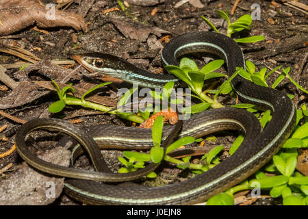 Eine Bluestripe Ribbon Schlange sonnen sich auf dem Boden in einem Florida State Park. Stockfoto