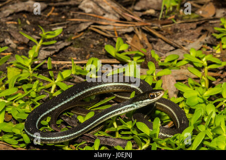 Eine Bluestripe Ribbon Schlange sonnen sich auf dem Boden in einem Florida State Park. Stockfoto