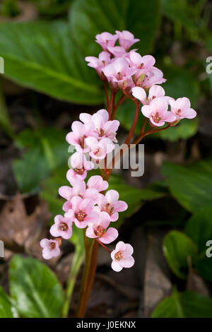 Bergenie Blackthorn Hybrid Blumen im Frühjahr. Stockfoto