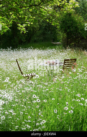 Zwei Stühle und Tisch für das Frühstück unter einem Garten Wildblumenwiese gelegt. Warme, sanfte, sonniger Junimorgen mit Oxeye Gänseblümchen in voller Blüte. Stockfoto