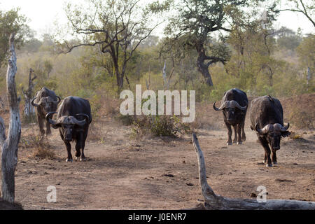 Vier Kaffernbüffel gehen gezielt durch Kruger National Park, Südafrika Stockfoto