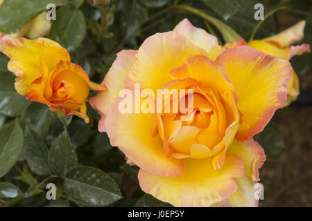 Frankreich, Narbonne, Fontfroide Abbey, Rosengarten, gelbe rose mit rosa highlights Stockfoto