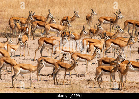 Springbok Herde an Salvadora Wasserstelle warten Mut zu gehen und zu trinken, weil Löwen liegen auf einem Busch in der Nähe, Etosha Nationalpark, Namibia Stockfoto