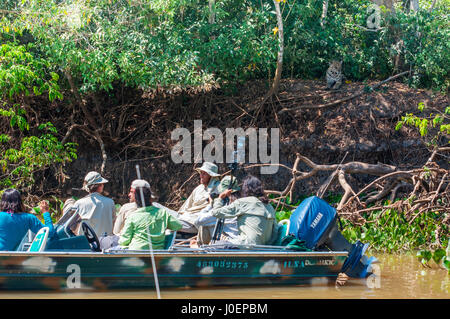 Touristen auf der Suche nach Jaguare auf Boot Safaris in Cuiabá Fluss, Pantanal von Mato Grosso, Brasilien Stockfoto