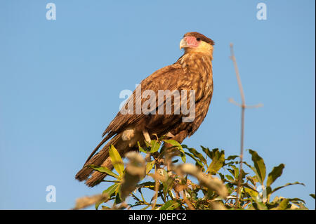 Carcará, brasilianische Raubvogel im Pantanal von Mato Grosso, Brasilien Stockfoto