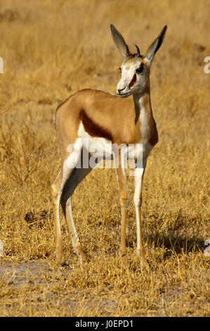 Springbock im Central Kalahari Game Reserve, Botswana Stockfoto