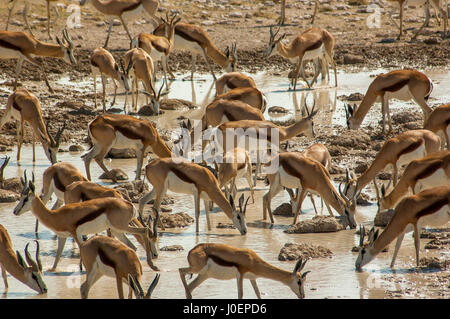 Springbok Herde an Salvadora Wasserstelle warten Mut zu gehen und zu trinken, weil Löwen liegen auf einem Busch in der Nähe, Etosha Nationalpark, Namibia Stockfoto