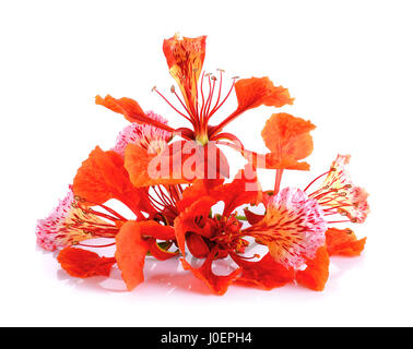 Rote Pfau, die Blume auf dem weißen Hintergrund isoliert. Stockfoto